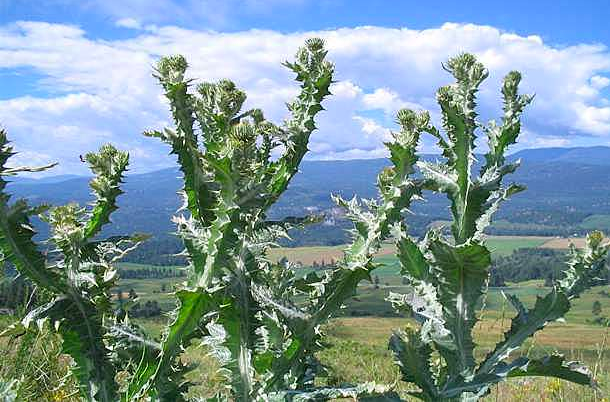 Screen Shot 2017-09-21 at 6.17.13 PM